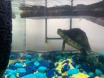 Waterschildpad, Dieren en Toebehoren