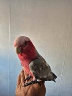 PERROQUET CACATOÈS ROSALBIN, Femelle, Perroquet, Parleur