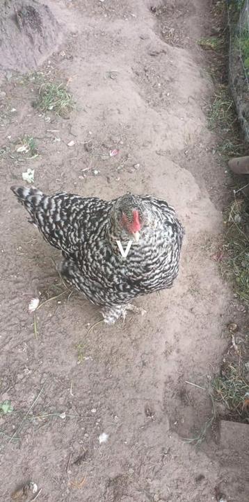 Mechelsekoek hen aan de leg 