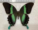 Zeer mooie Papilio blumei vlinder, Verzamelen, Ophalen of Verzenden, Nieuw, Insect, Opgezet dier