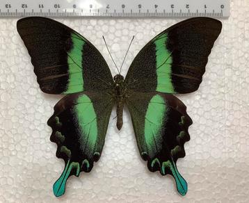 Zeer mooie Papilio blumei vlinder beschikbaar voor biedingen