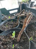 Appelwortel (yacon), Tuin en Terras, Planten | Tuinplanten, Ophalen