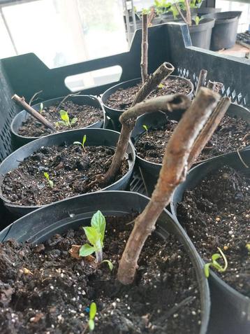 Appelwortel (yacon), Enlèvement