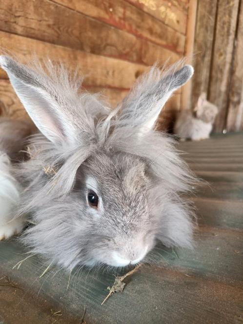 Leeuwenkop dwerg konijntjes, Dieren en Toebehoren, Konijnen, Dwerg