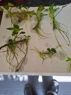 anubias planten, Ophalen, Nieuw, Plant(en), Steen of Hout