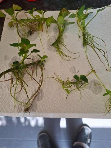 anubias planten beschikbaar voor biedingen