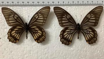 Graphium veiovis beschikbaar voor biedingen