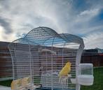 Kanarie man, Dieren en Toebehoren, Mannelijk, Zangkanarie