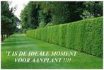PLANTES DE HAIE LIGUSTRUM VERT TROÈNE, très forts arbustes, Jardin & Terrasse, 100 à 250 cm, Enlèvement, Troène, Haie