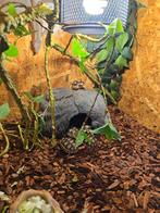 Testudo marginata, Amphibien