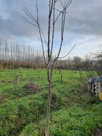 kersenbomen hoogstam, Enlèvement ou Envoi, Cerisier
