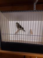 Kruising  Cini x kanarie, Dieren en Toebehoren, Mannelijk