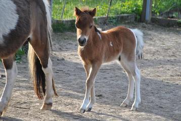 Exclusief AMHA minipaard veulen uit kampioenslijnen, Dieren en Toebehoren, Pony's, Gechipt, Niet van toepassing, 0 tot 2 jaar