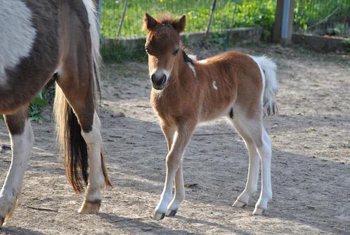 Exclusief AMHA minipaard veulen uit kampioenslijnen, Dieren en Toebehoren, Pony's, Hengst, Niet van toepassing, A pony (tot 1.17m)