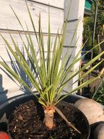 Yucca Rostrada, Ophalen