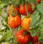 50 graines BIO de tomates côtelées MARMANDE semences paysann, Jardin & Terrasse, Enlèvement ou Envoi