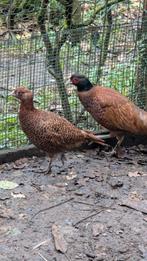 Bosfazant mutaties, Dieren en Toebehoren, Pluimvee