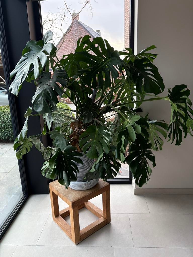 Monstera, Maison & Meubles, Plantes d'intérieur, Plante potagère, En pot, Enlèvement, 100 à 150 cm