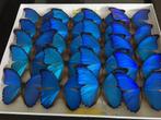 Lot de 10 Papillons Morpho Didius non étalés du Pérou  A1+, Insecte, Animal empaillé, Enlèvement ou Envoi, Neuf