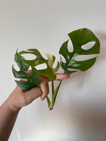 Monstera raphidophora variegata (stek 4), Huis en Inrichting, Ophalen