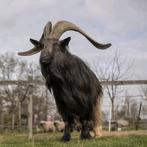 Wallische bok lammeren, Dieren en Toebehoren, Schapen, Geiten en Varkens