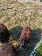 Ouessant ooi, Dieren en Toebehoren, Schapen, Geiten en Varkens