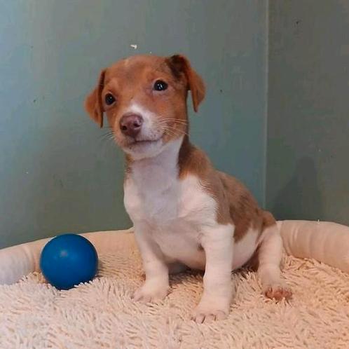Jack Russel pupjes zoeken een warme thuis, Dieren en Toebehoren, Honden | Jack Russells en Terriërs, Meerdere dieren, Jack Russell Terriër
