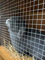 Franse hangoorkonijntjes, Dieren en Toebehoren, Vrouwelijk, Groot, Hangoor, 0 tot 2 jaar