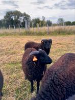 Ouessant ram schapen, Mannelijk, Schaap, 0 tot 2 jaar