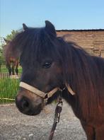 Mooie mini-paardje ( shatland pony)te koop, Gechipt, 0 tot 2 jaar, Hengst, A pony (tot 1.17m)