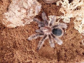 Tliltocatl albopilosum nicaragua vrouwtje te koop met terrar beschikbaar voor biedingen