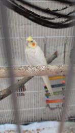 Tamme valkparkieten, Dieren en Toebehoren