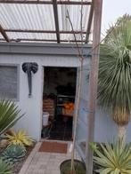 grote vijgenboom, Tuin en Terras, Planten | Fruitbomen, Ophalen, Vijgenboom