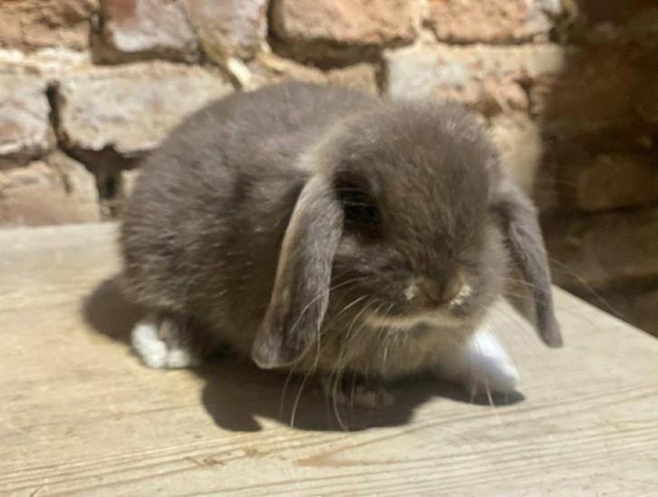 Minilop nestje, Dieren en Toebehoren, Konijnen, Dwerg, Meerdere dieren, 0 tot 2 jaar, Hangoor