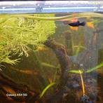 Molly,s, Dieren en Toebehoren, Zoetwatervis