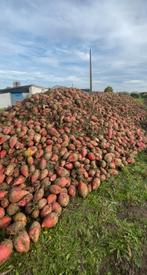 Voederbieten te koop, Zakelijke goederen, Ophalen of Verzenden