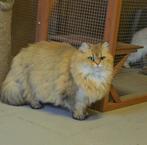 Brits langhaar poes zoekt forever home, Dieren en Toebehoren, Poes, Gechipt, 6 jaar of ouder