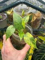 Alocasia gageana aurea, Huis en Inrichting, Kamerplanten, Overige soorten, Halfschaduw, In pot, Bloeiende kamerplant