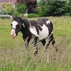 black overo paint hengst, Animaux & Accessoires, Chevaux, Moins de 160 cm, Cheval western, Étalon, 0 à 2 ans