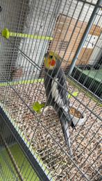 Valkparkiet, Dieren en Toebehoren, Vogels | Parkieten en Papegaaien, Mannelijk, Dwergpapegaai of Agapornis, Geringd