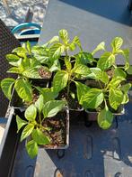 Peper Zaailingen GHOST PEPER / BHUT JOLOKIA, Tuin en Terras, Planten | Tuinplanten, Ophalen, Groenteplanten, Volle zon
