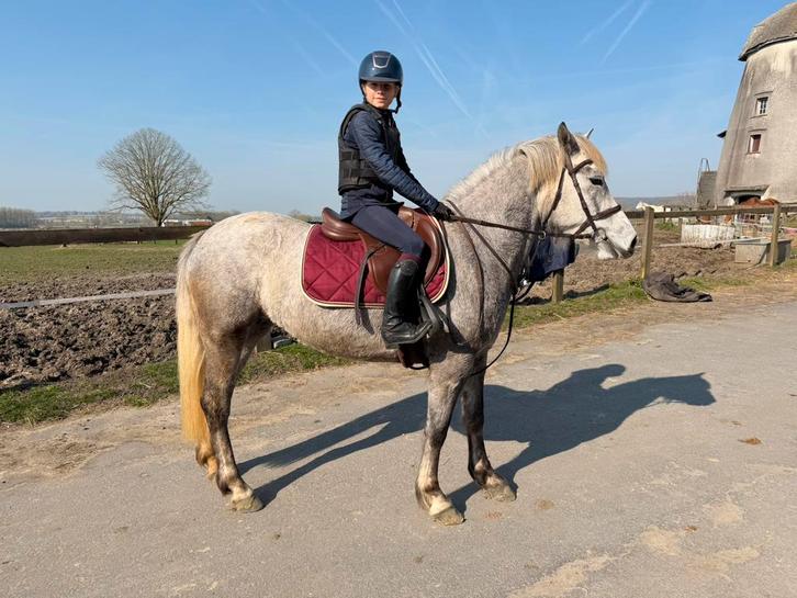 D-pony te koop, Dieren en Toebehoren, Pony's, Zadelmak