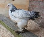 Brahma colombia kuikens, Dieren en Toebehoren, Pluimvee, Meerdere dieren, Kip