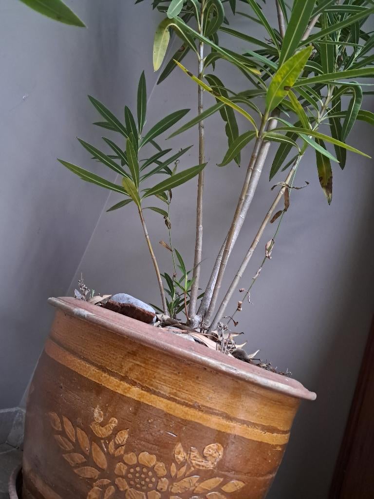 Grote bloempot met grote Oleander, Volle zon, Vaste plant, Zomer, Ophalen