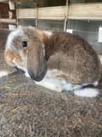 Duitse hangoor konijn, Dieren en Toebehoren, Konijnen, Hangoor