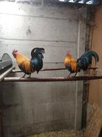 Kippen Ardenner kriel 10 euro per stuk, Meerdere dieren, Kip