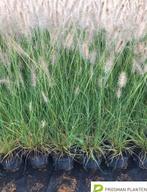 Pennisetum hamlen lampepoetsersgras | siergrassen, Ophalen of Verzenden, Siergrassen