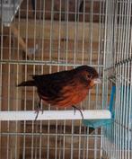 Kanarie man 2025, Dieren en Toebehoren, Vogels | Kanaries