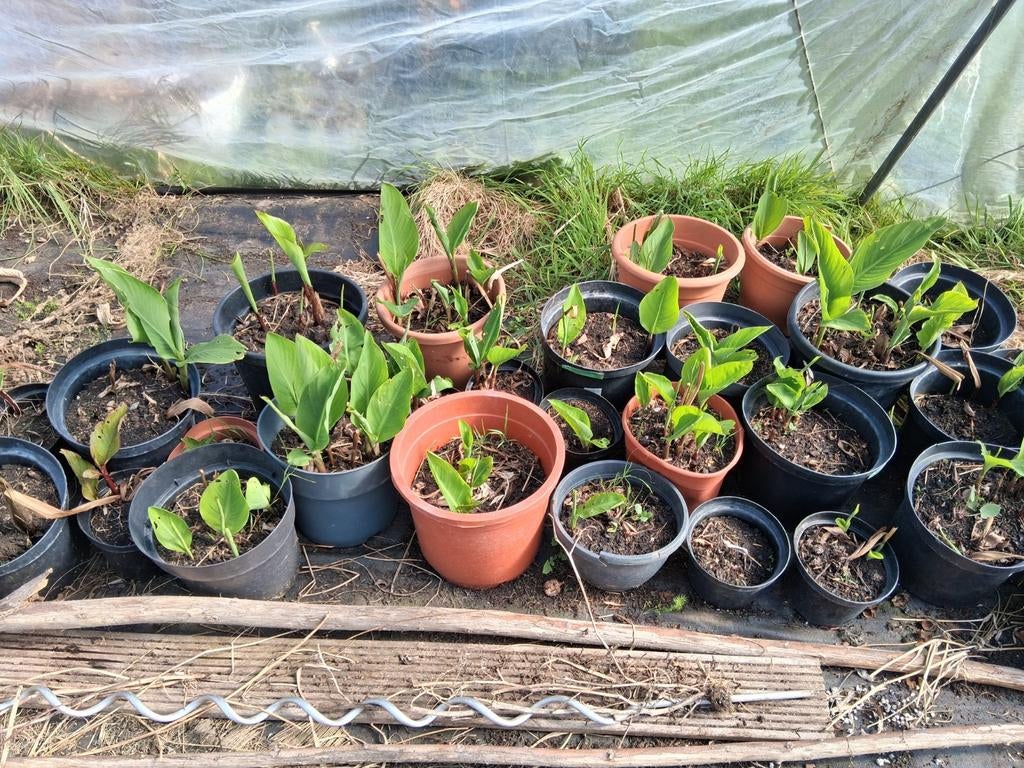 Canna of bloemenriet, Ophalen of Verzenden, Vaste plant