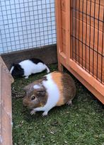 Cavia vrouwtjes, Dieren en Toebehoren, Knaagdieren, Maart, Meerdere dieren, Cavia